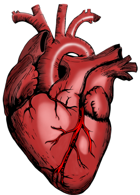 Lowmind Heart Drawing